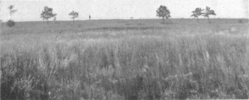 Hempstead Plains in 1902